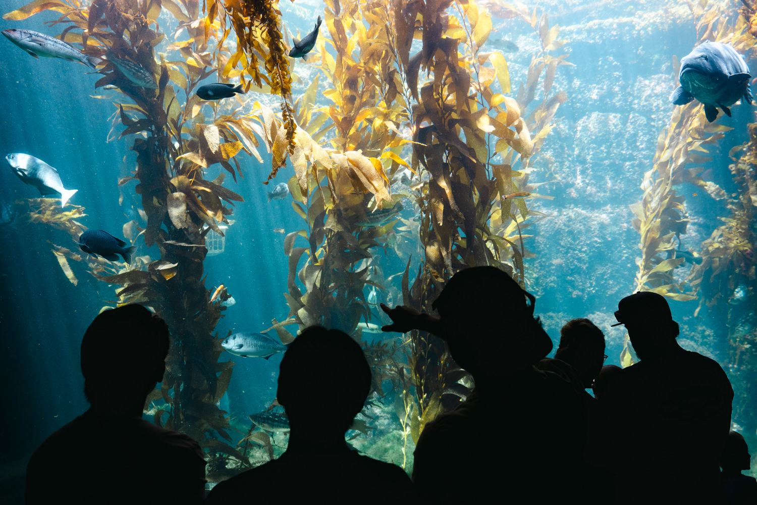 2025-ucsd-course-marine-biology