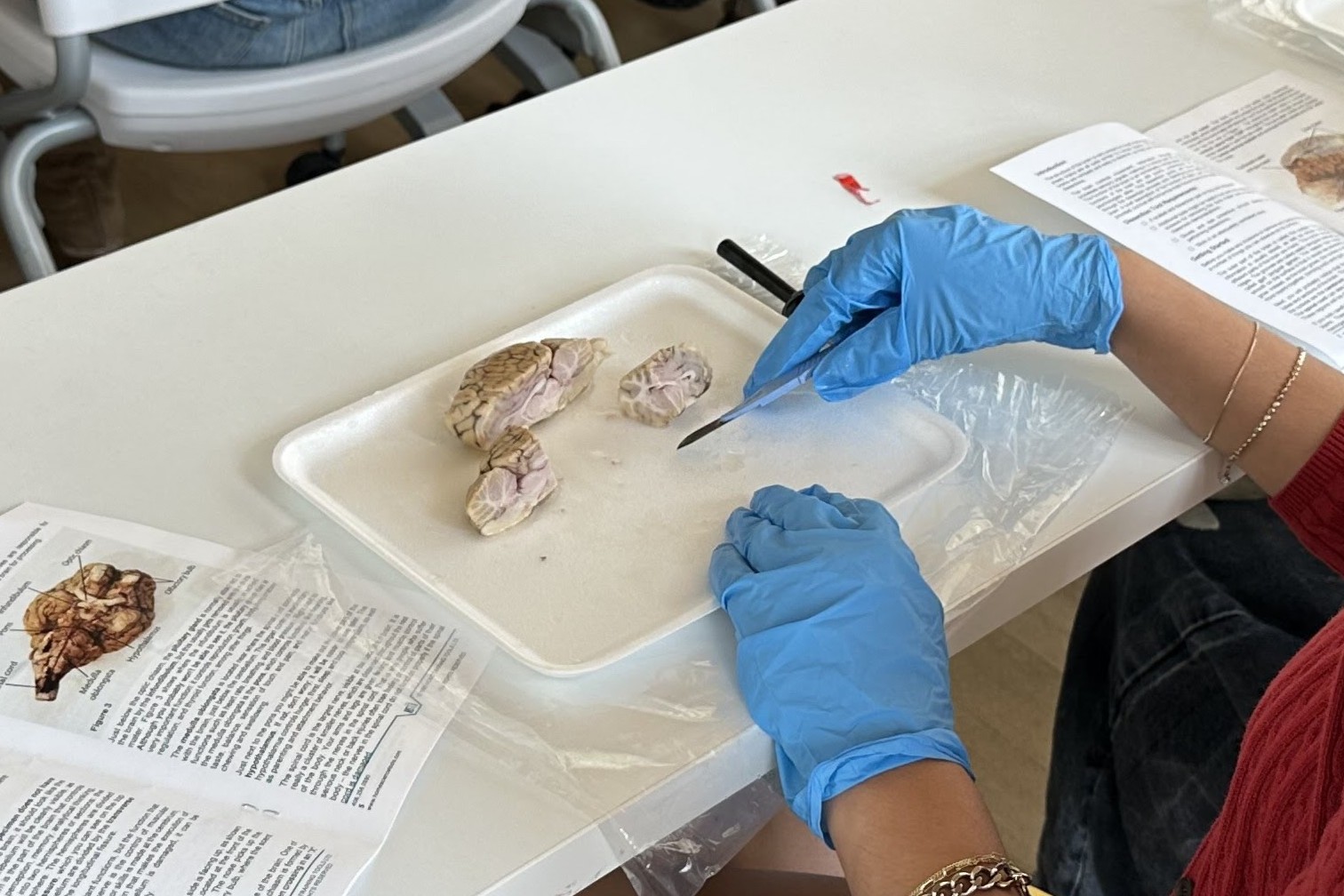 Psychology and Neuroscience UC San Diego Course 1 (2) - Copy