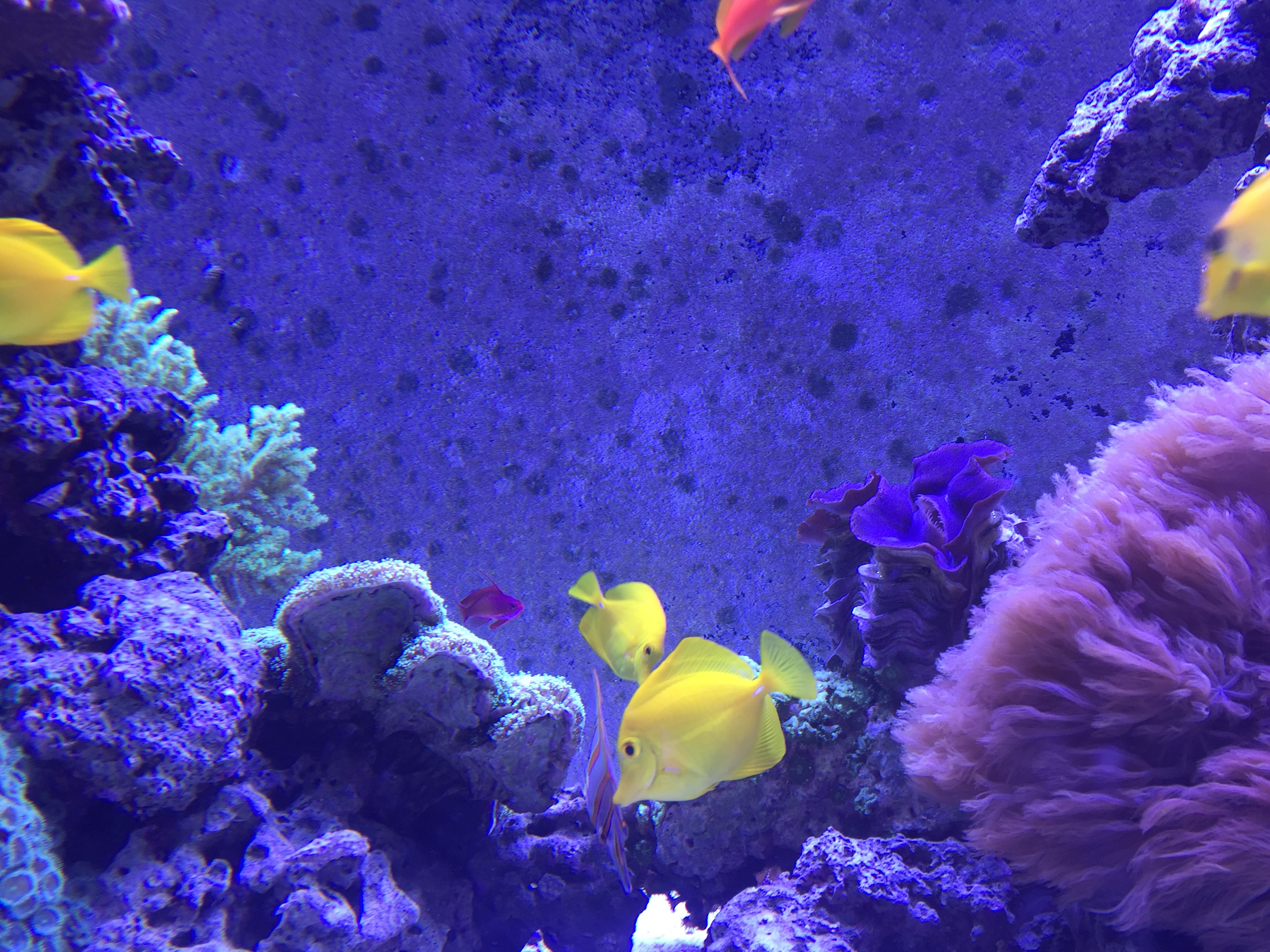 SSB - Mystic Excursion - Aquarium